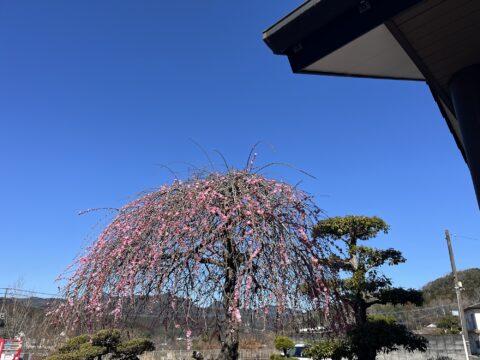 今年もキレイに咲いてます